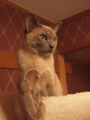 きりり