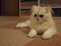 美