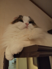 もふもふ