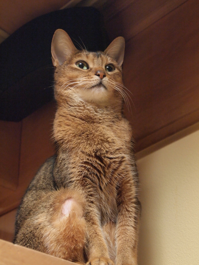 シャキッ