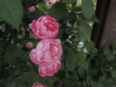 花名不明