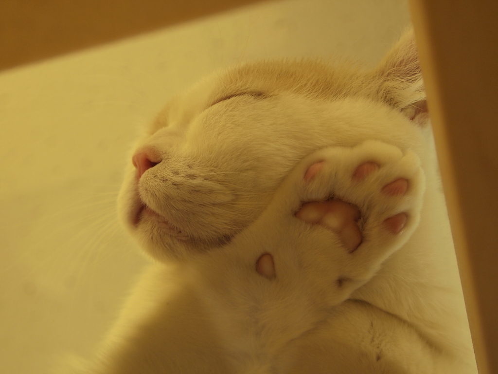 すぴー