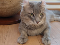 キリっ