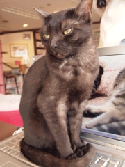 猫カフェ　キリッ