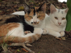 千葉ポートパーク　猫①