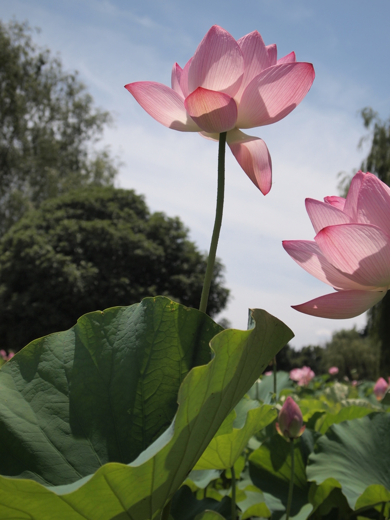 伸