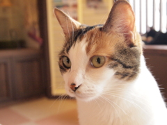 猫カフェ　美人（猫？）