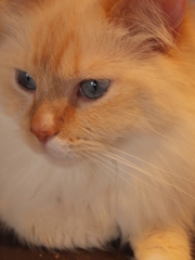 猫カフェ　上品