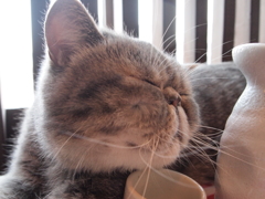 愛しの横顔