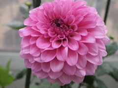 花火