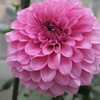 花火