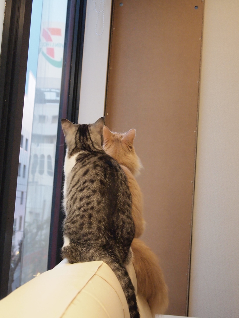 何を見ているの？①じー