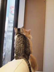 何を見ているの？①じー