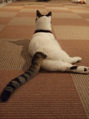 キュート