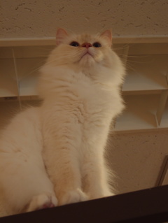 モフモフ王子