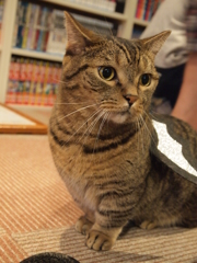 ちょこん