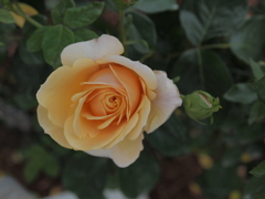 花名不明