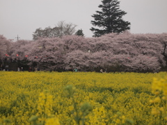 桃色と黄