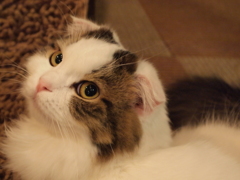 丸