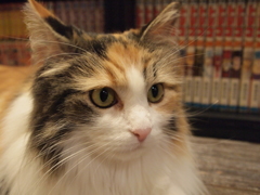 じー