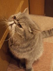 考