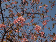 春到来２