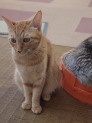 座