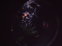 泡
