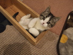 コロン