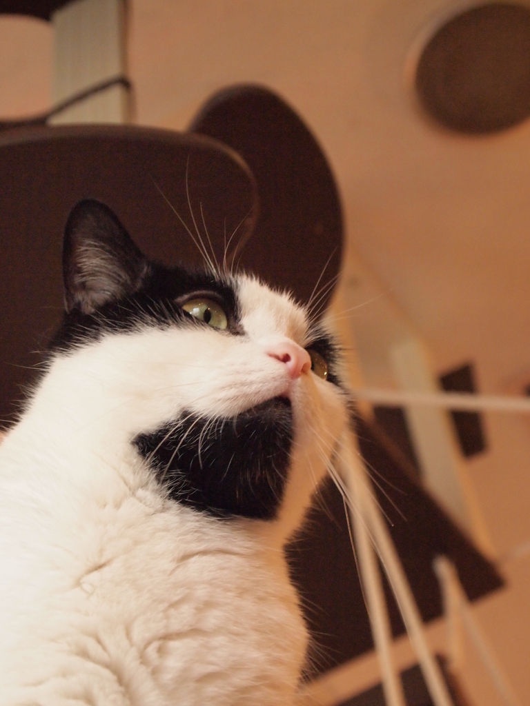 猫カフェ　模様