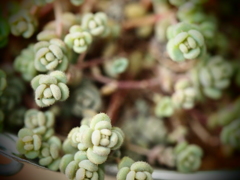 丸