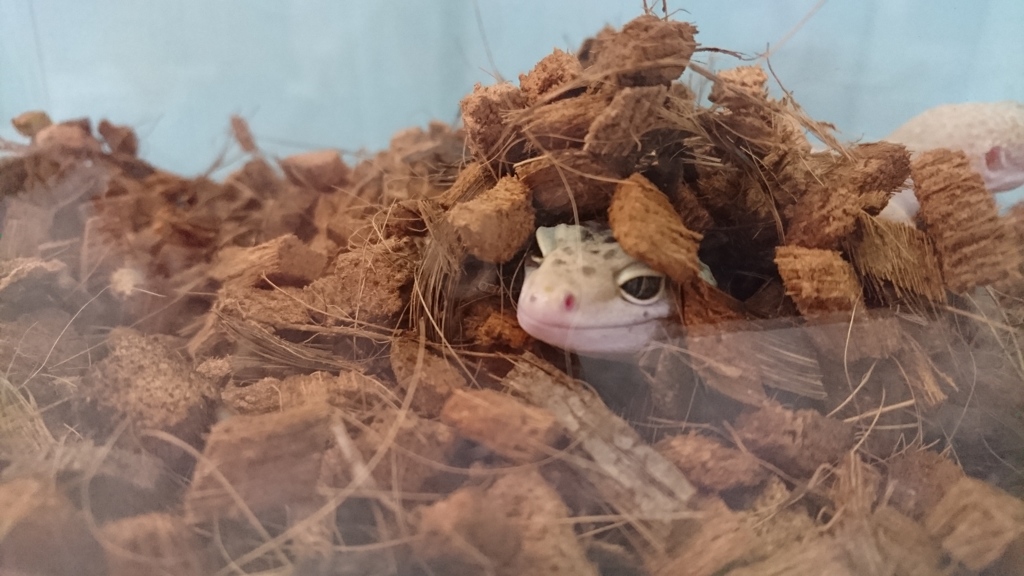 隠れ