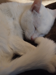 くー