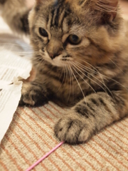 キャッチ