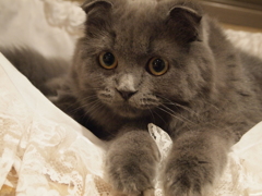 ガシッ