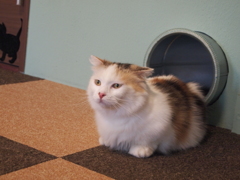 ちょこん