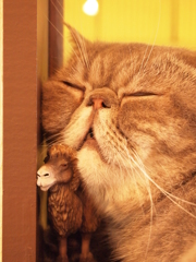 猫カフェ　類似？