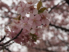 集