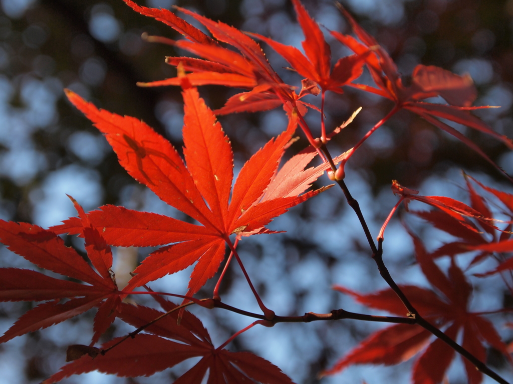 紅
