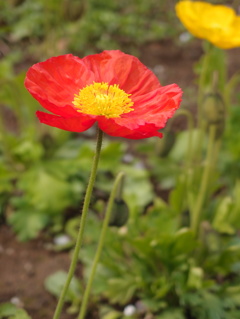 芥子