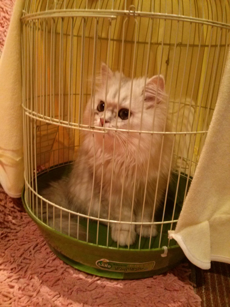 籠猫