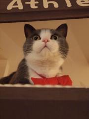 どーん