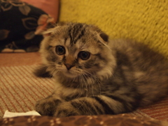 (´・ω・｀)