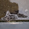 雨