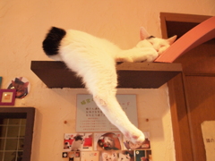 猫カフェ　はみ出てます