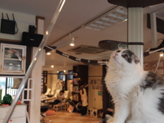 狙