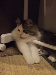 ふー