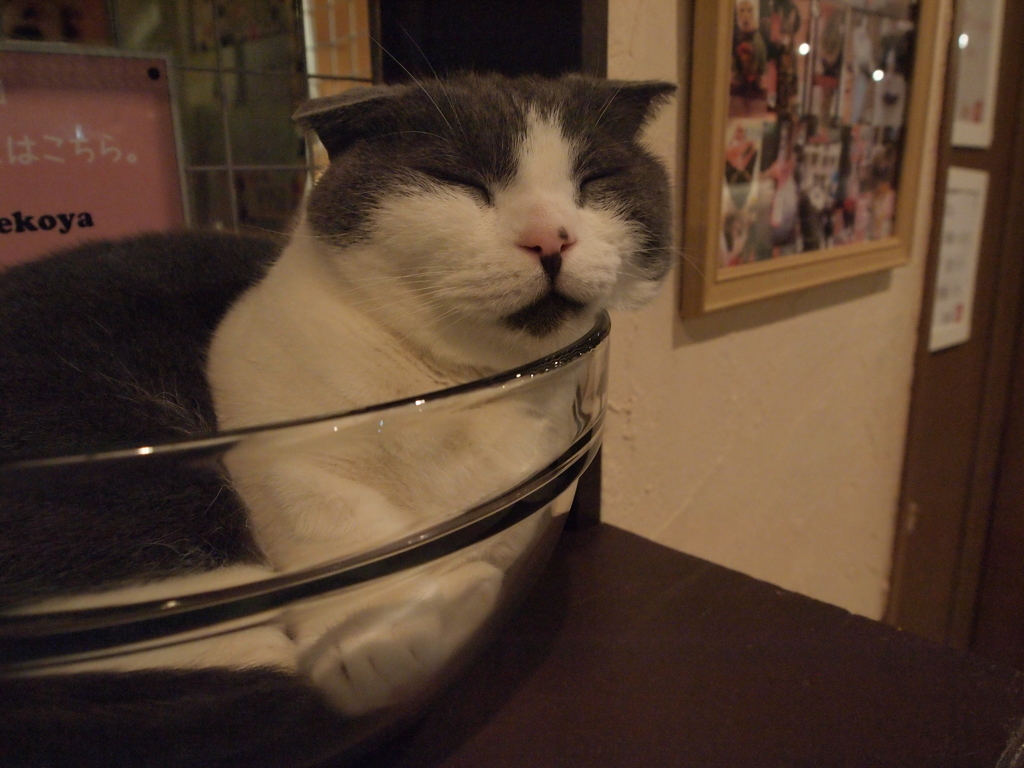 はみ猫