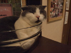 はみ猫