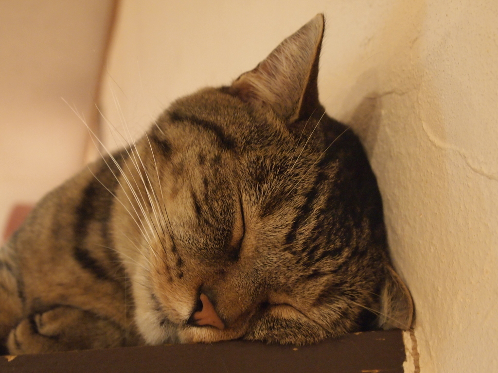 すーすー